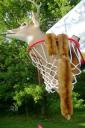 deer-head-in-basketball-goal.jpg