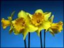 buttercups.jpg