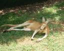 kangeroo.jpg